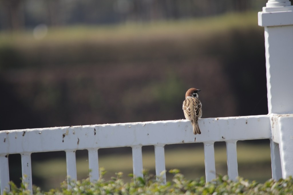 台南旅遊心得與推薦