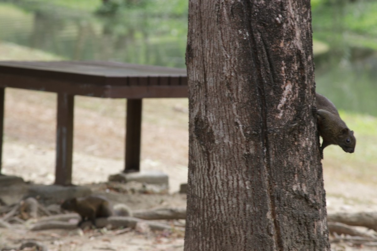 【旅遊】台南巴克禮紀念公園